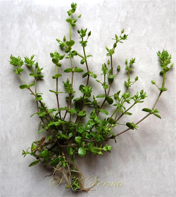  Plant